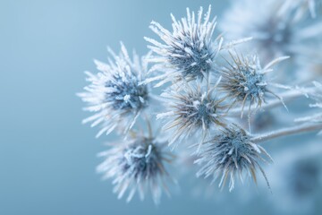 Frozen Thistle Buds Covered in Snow Crystals. Frozen Flowers of January. Very cold weather month of January 