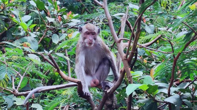 Monkeys sitting on a green tree branch in East Java, Indonesia. Wild monkeys living in the jungle. A family of wild macaques in the mountains near Mount Semeru. Asia. 4К