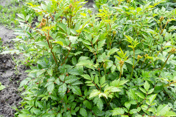 Astilbe japonica plant with lush green leaves in summer garden after rain  