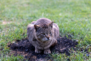 Obraz premium young cat in the grass