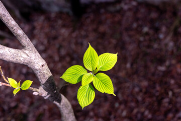 green leaves on a branch