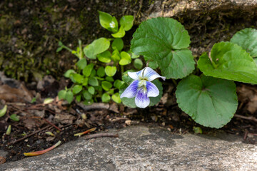 spring flowers in the garden
