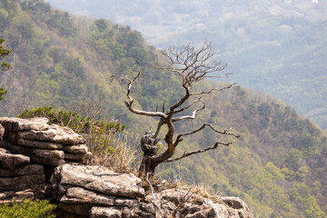 Winter tree with no buds