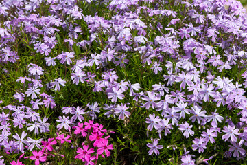 Fototapeta premium purple and white flowers