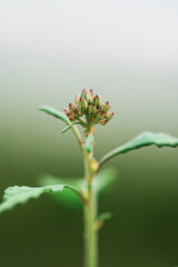 New Life Emerging, Vertical Macro of a Tiny Green Flower Bud Cluster