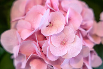close up of pink hydrangea flower