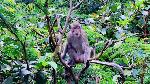 Monkeys sitting on a green tree branch in East Java, Indonesia. Wild monkeys living in the jungle. A family of wild macaques in the mountains near Mount Semeru. Asia. 4К