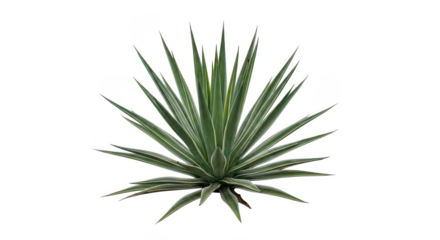 Isolated Agave Plant With Variegated Leaves On Black