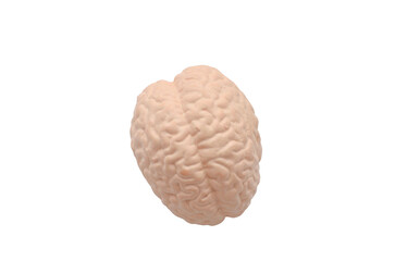 Anatomical Brain Model: A detailed model of a human brain showing the cerebral cortex, gyri, and sulci, isolated on a white background for medical and educational use.