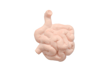 Anatomical Model of the Human Small Intestine: A detailed educational replica showing the convoluted structure of the organ, isolated on a white background for medical study.