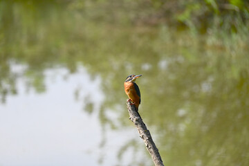 Wild Kingfisher in Natural Habitat