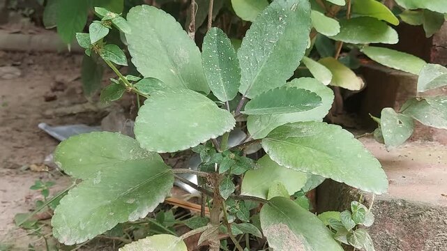 Beautiful Patharkuchi Leaf in Morning Dew 4K | Nature Green Plant Footage