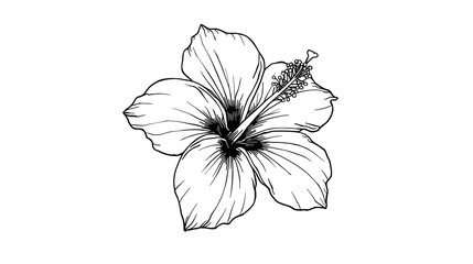 Detailed hibiscus line art illustration