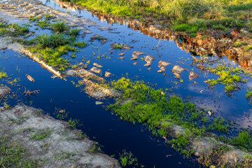 Stagnant water filled with garbage and debris reflects the surrounding greenery, highlighting pollution issues in the environment