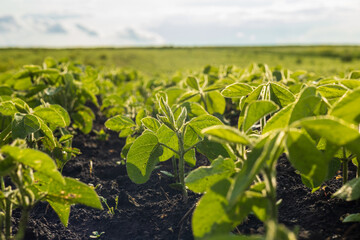 Young soybean plants thrive in rich soil, spreading across a vast green field, showcasing growth...