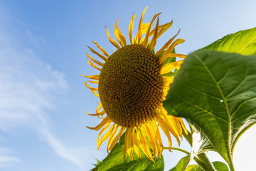 A bright sunflower reaches for the sun in a cheerful field, surrounded by green leaves, showcasing nature's beauty on a sunny day
