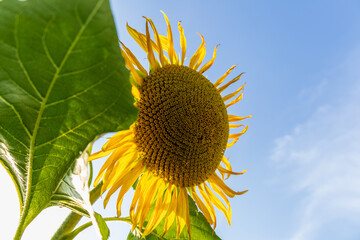 A vibrant sunflower stands tall with blooming petals soaking in sunlight against a clear blue sky, surrounded by lush green leaves