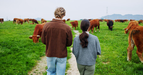 Back, people or walk on farm with cows for livestock, meat production or sustainable dairy...