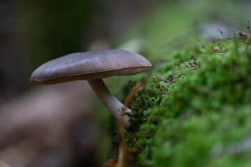 Spider web stretched between moss-covered fallen branches in a Polish forest, photographed in soft natural light.