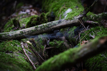 Fototapeta premium Brown mushroom with a leaf resting on its cap, growing among autumn foliage in a Polish forest.