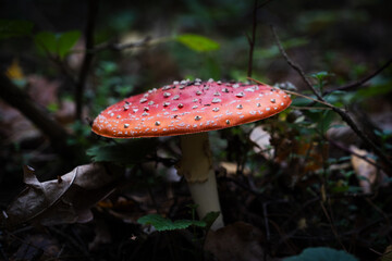 Group of yellow-brown mushrooms growing among twigs and leaves on the forest floor, photographed in natural daylight in Poland.