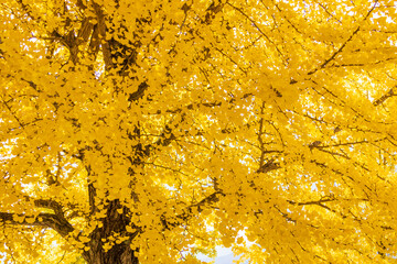 yellow autumn leaves