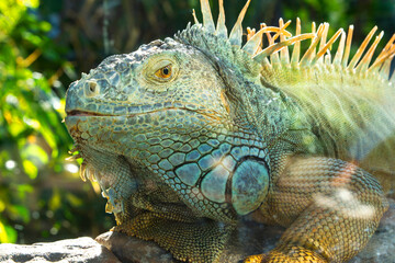 Obraz premium A stunning close-up of a vibrant Green Iguana, showcasing its scaly, textured skin in shades of green, turquoise, and yellow, with spiky dorsal crests.