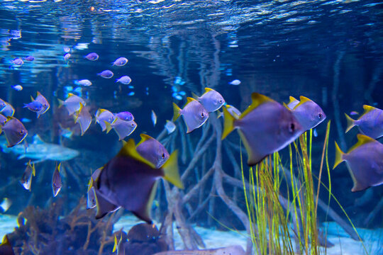 Tropical Monodactylus Fish in Blue Underwater Scene. A school of brightly colored, triangular fish (Monodactylus sebae or silver moony) with yellow fins swimming in a blue aquarium, creating a vibrant