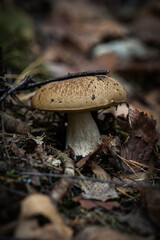 Brown mushroom growing on forest floor among moss and pine needles in Poland, photographed in soft daylight.