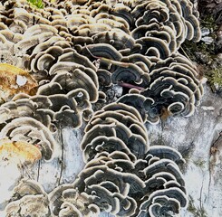 Baumpilz, Klapperschwamm, Grifola