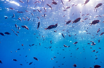 fishes in blue water