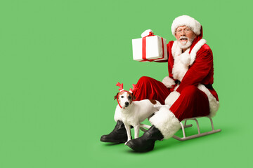 Santa Claus with cute Jack Russell Terrier dog in reindeer horns and Christmas gift box on sled against green background