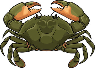 Illustration of a Green Mud Crab