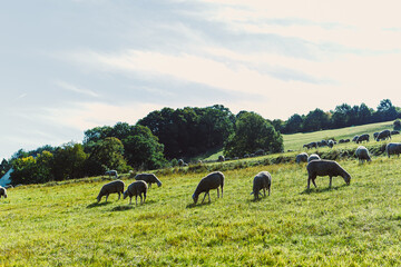 Grazing sheep peacefully inhabit the lush green fields under a clear blue sky during a serene...