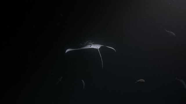 An underwater shot of a majestic manta ray glides through the dark ocean depths, illuminated by a single light source. Its elegant, wing-like fins and distinctive cephalic fins are highlighted.