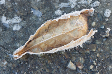 One frozen dead brown leaf on icy ground