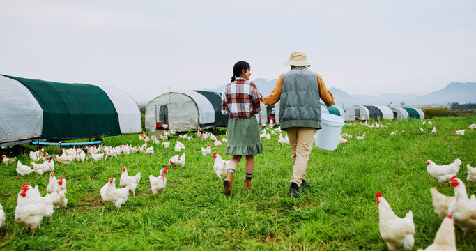 Chicken, collaboration and walking with people on farm together for agriculture or sustainability. Agribusiness, back and poultry with farmer team outdoor on grass field for free range livestock