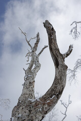 Large dead tree trunk and frozen branches in winter