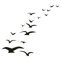 flying birds silhouette in flight