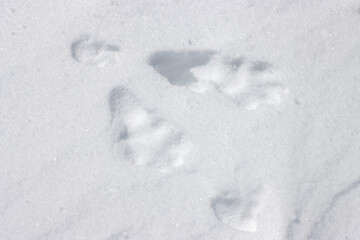 Footprints of mountain hare animal in fresh white winter snow, Japan