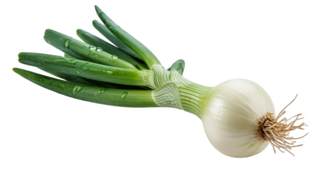 Fresh green onion bulb with long green stalks and roots isolated on transparent background