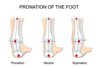 Pronation and supination of the foot.