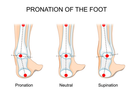 Pronation and supination of the foot.