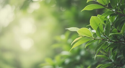 Close-up of vibrant green leaves with blurred background, highlighting freshness and nature