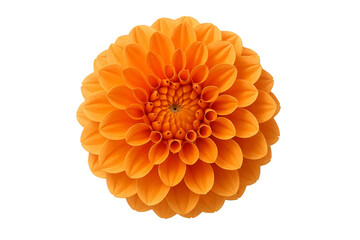 Vibrant orange dahlia flower with intricate petals and a detailed center isolated on transparent background