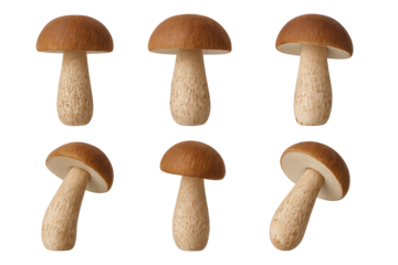 Six small brown mushrooms with beige stems, arranged on transparent background