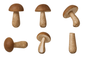 Several small brown mushrooms with tan stems arranged on transparent background