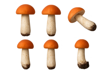 Six orange-capped mushrooms with pale stalks on transparent background