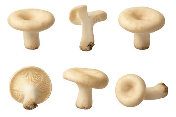 Set of six white button mushrooms shown from multiple angles, highlighting caps, stems, and gills