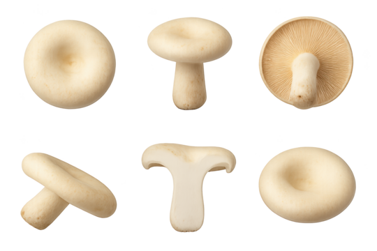 Fresh white button mushrooms in various orientations on transparent background